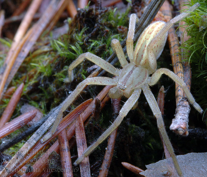 Grüne Huschspinne Micrommata virescens