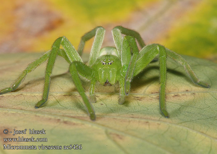 Micrommata virescens Hunyópók Osemočko smaragdové Grön bladspindel