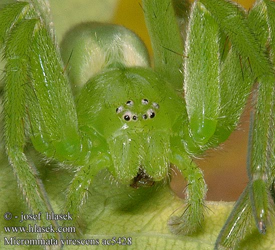 Micrommata virescens Viherhämähäkki Smaragdedderkop ツユグモ 微绿小遁蛛