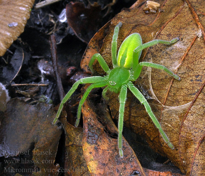 Micrommata virescens Maloočka smaragdová