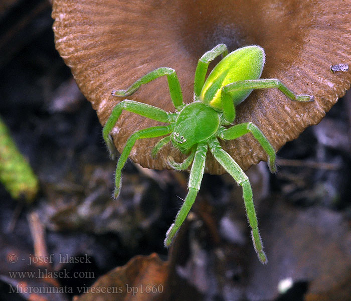 Micrommata virescens Grüne Huschspinne