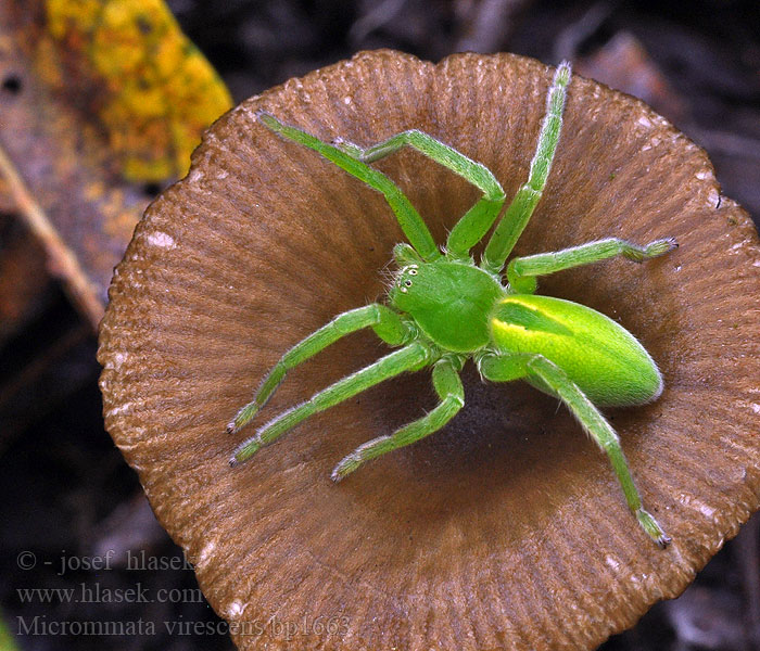 Micrommata virescens Spachacz zielonawy