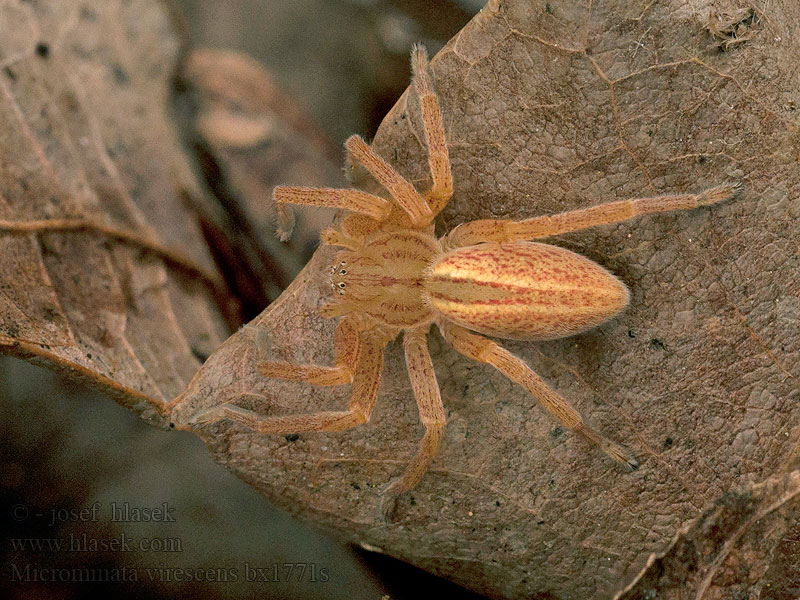 Micrommata virescens