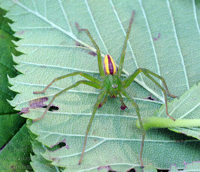 Micrommata virescens Groene jachtspin