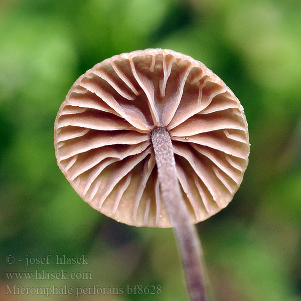 Micromphale perforans Marasmius Marasmiellus Nadel-Schwindling