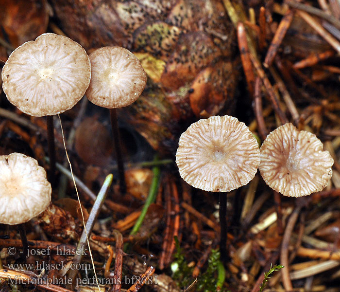 Marasmius perforans Marasmiellus Nadel-Schwindling