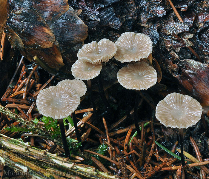 Marasmius perforans Marasmiellus Špička provrtaná