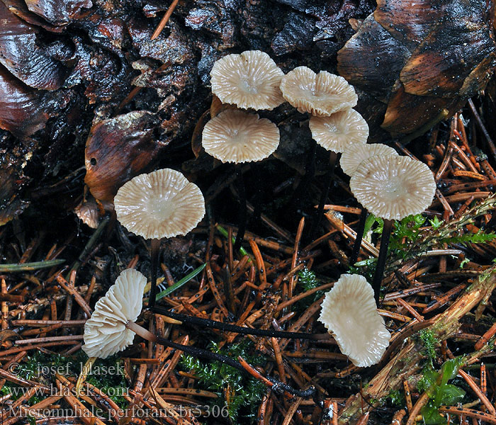 Marasmius perforans Marasmiellus Stinking Parachute