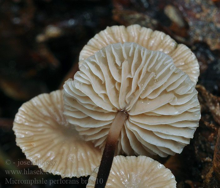 Marasmius perforans Marasmiellus Nåle-bruskhat