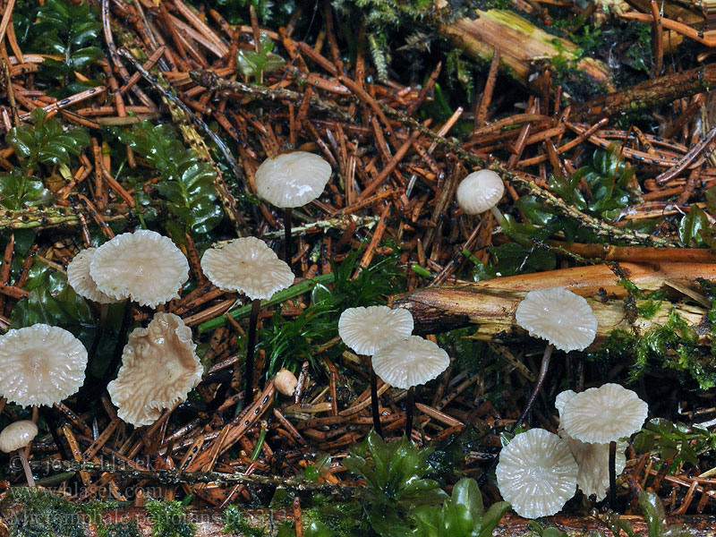 Marasmius perforans Marasmiellus Barrbrosking