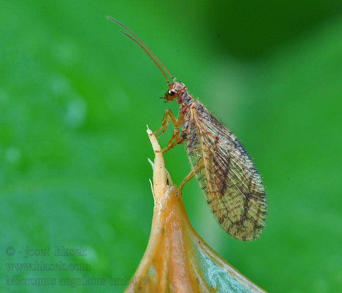 Micromus angulatus