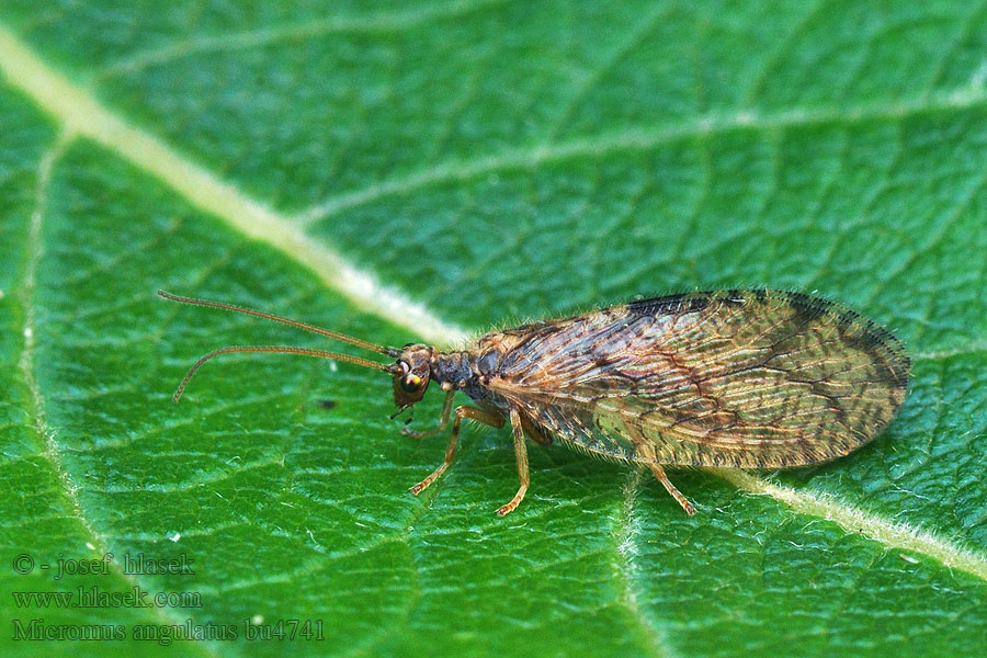 Micromus angulatus