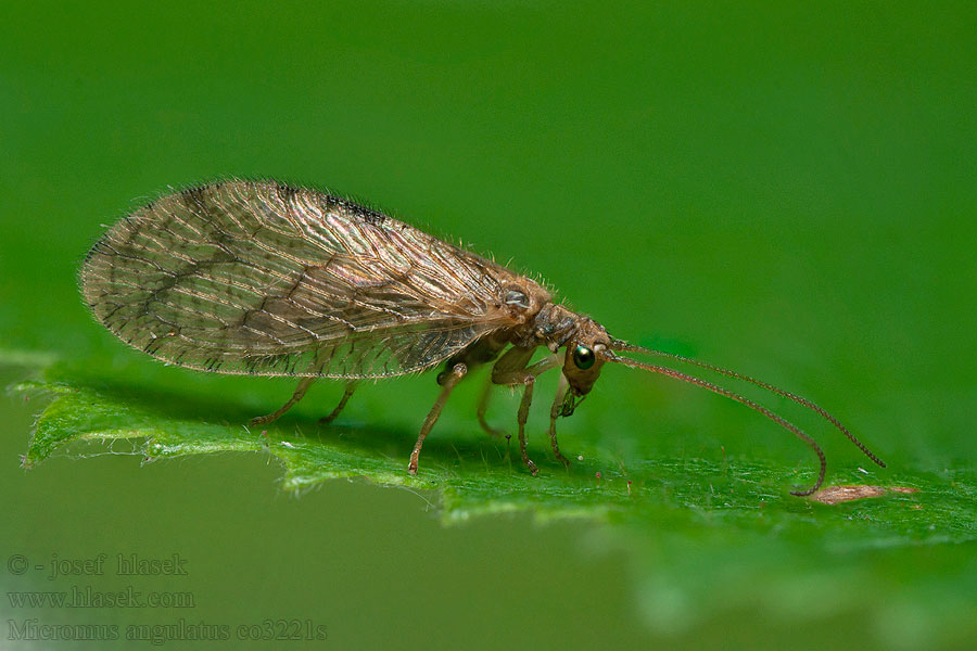 Micromus angulatus