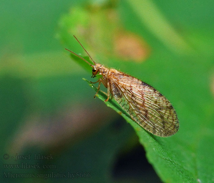 Micromus angulatus