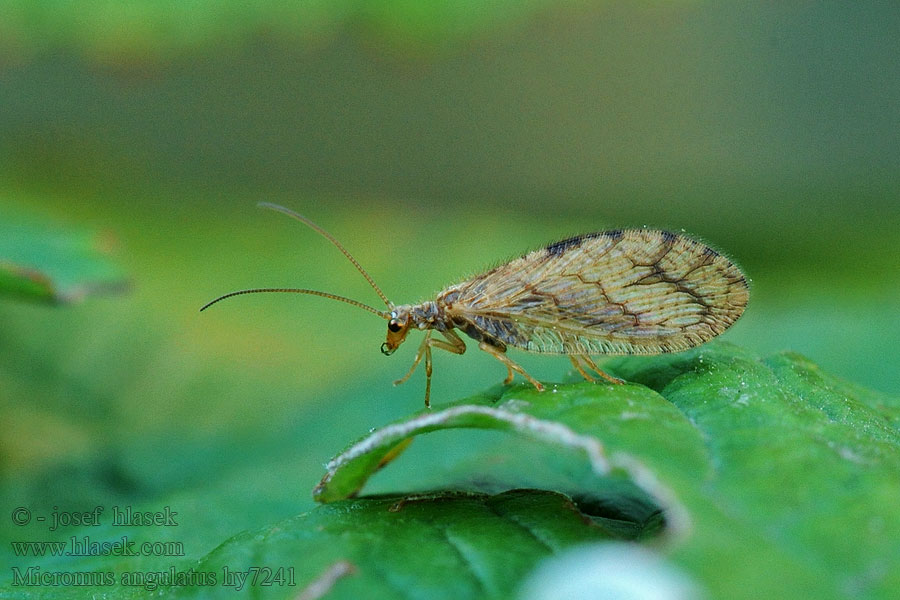 Micromus angulatus