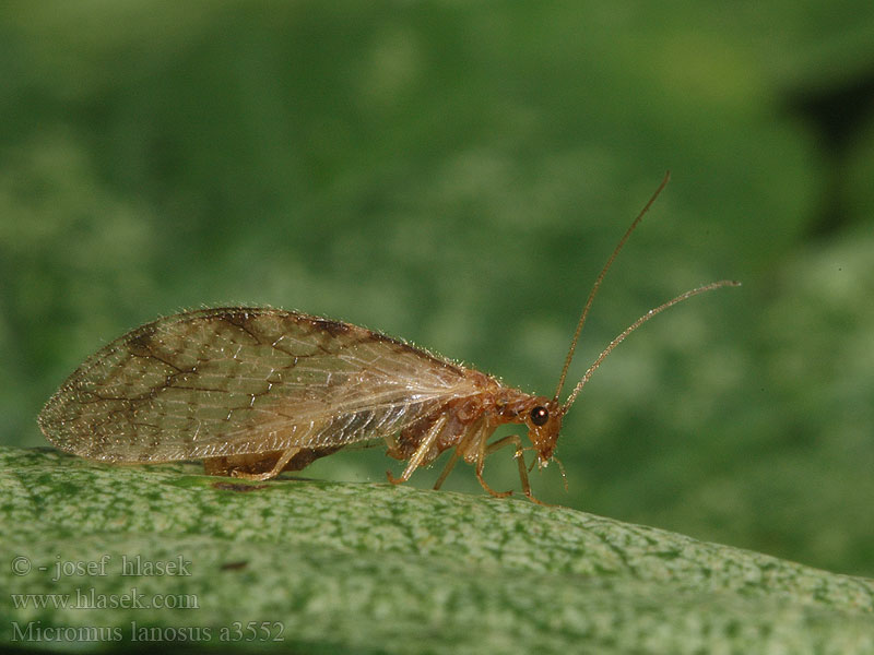 Micromus lanosus