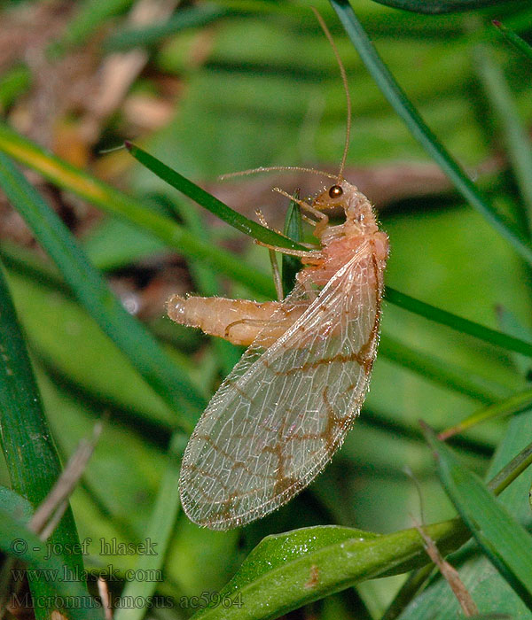 Micromus lanosus