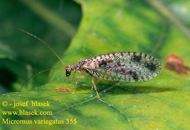 Micromus variegatus Brown Lace-wing lacewing Braune Florfliegen Gefleckter Taghaft Bruine gaasvlieg