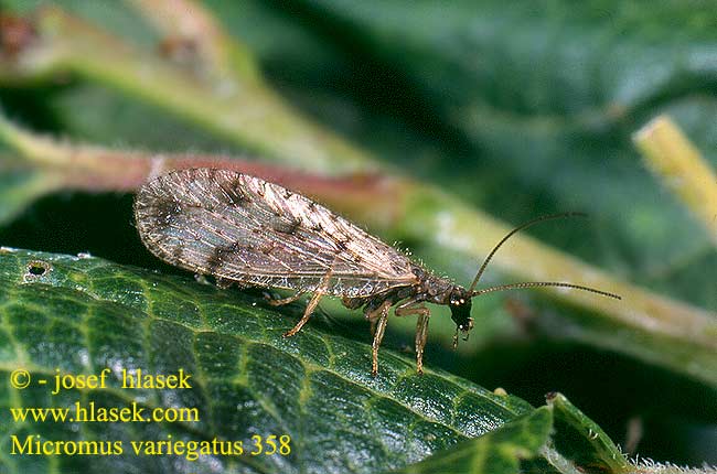 Braune Florfliegen Gefleckter Taghaft Bruine gaasvlieg Micromus variegatus Brown Lace-wing lacewing