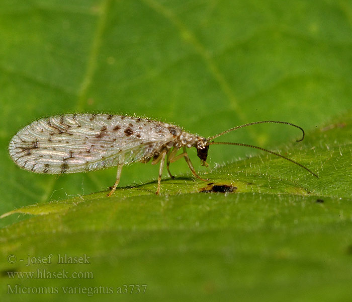 Bruine gaasvlieg Micromus variegatus Brown Lace-wing lacewing Braune Florfliegen Gefleckter Taghaft