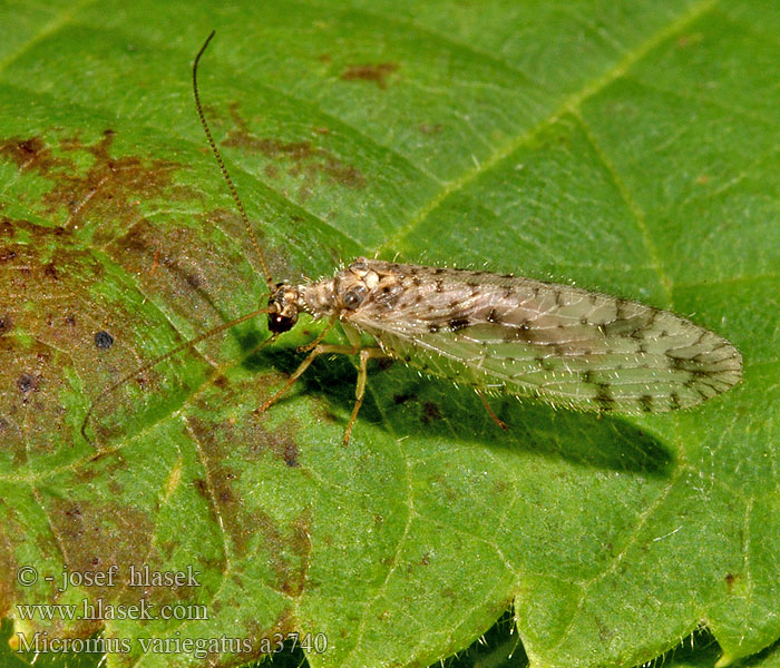 Brown Lace-wing lacewing Braune Florfliegen Gefleckter Taghaft Bruine ...