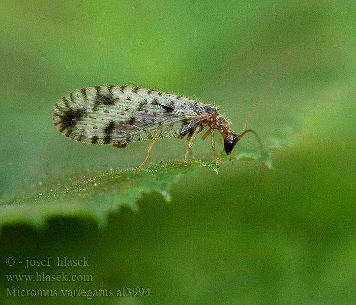 Brown Lace-wing lacewing Bruine gaasvlieg Braune Florfliegen Gefleckter Taghaft Micromus variegatus