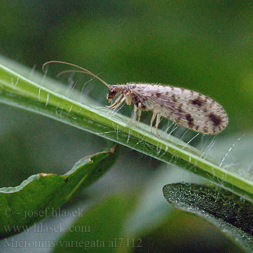 Bruine gaasvlieg Micromus variegatus Brown Lace-wing lacewing Braune Florfliegen Gefleckter Taghaft