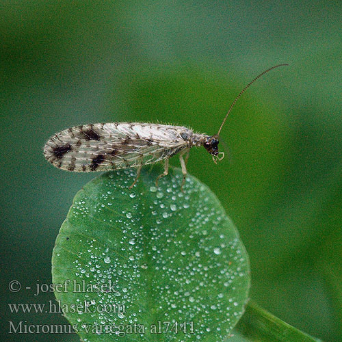 Brown Lace-wing lacewing Braune Florfliegen Gefleckter Taghaft Bruine gaasvlieg Micromus variegatus