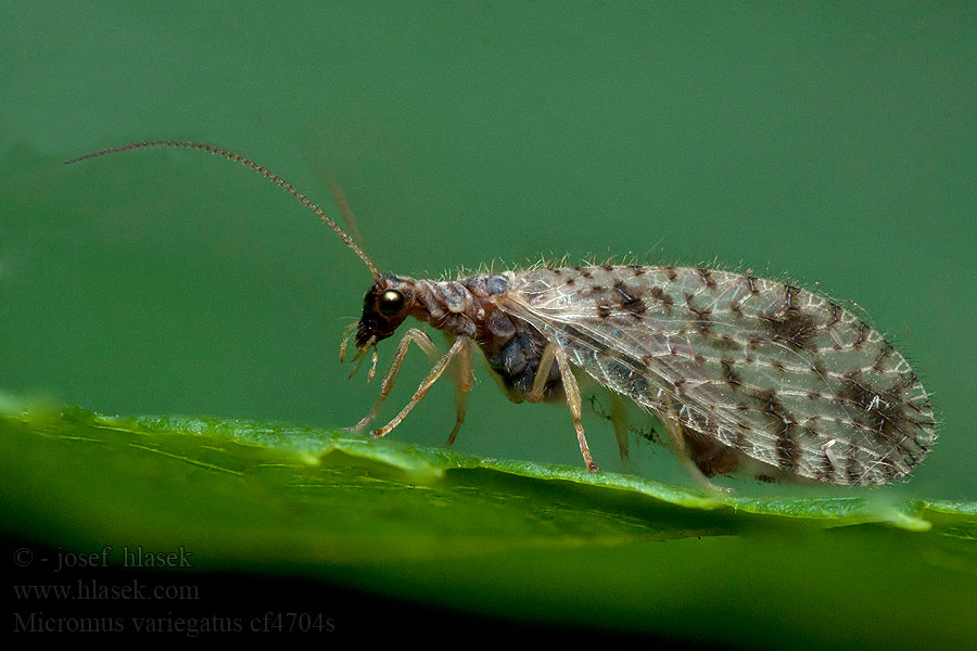 Micromus variegatus