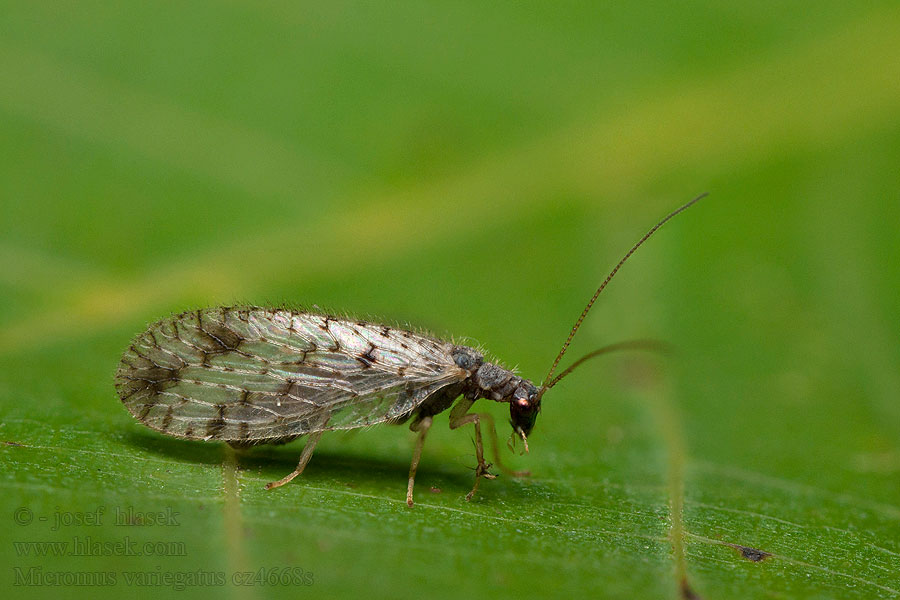 Micromus variegatus