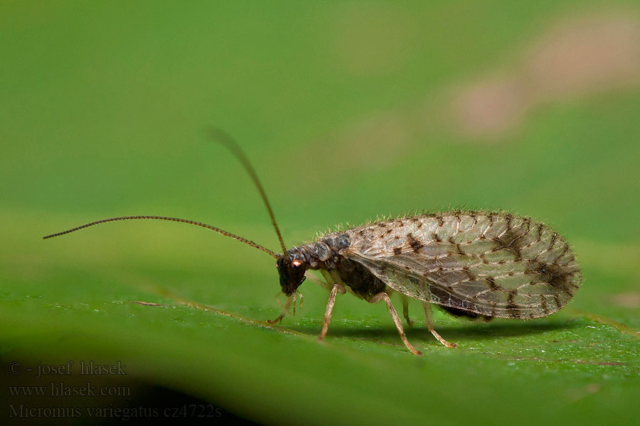 Micromus variegatus