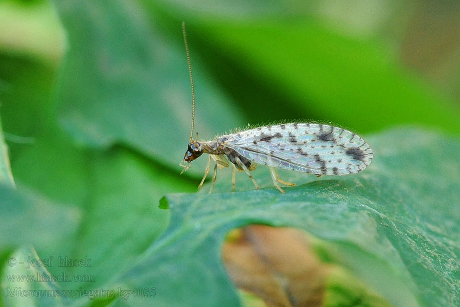 Micromus variegatus