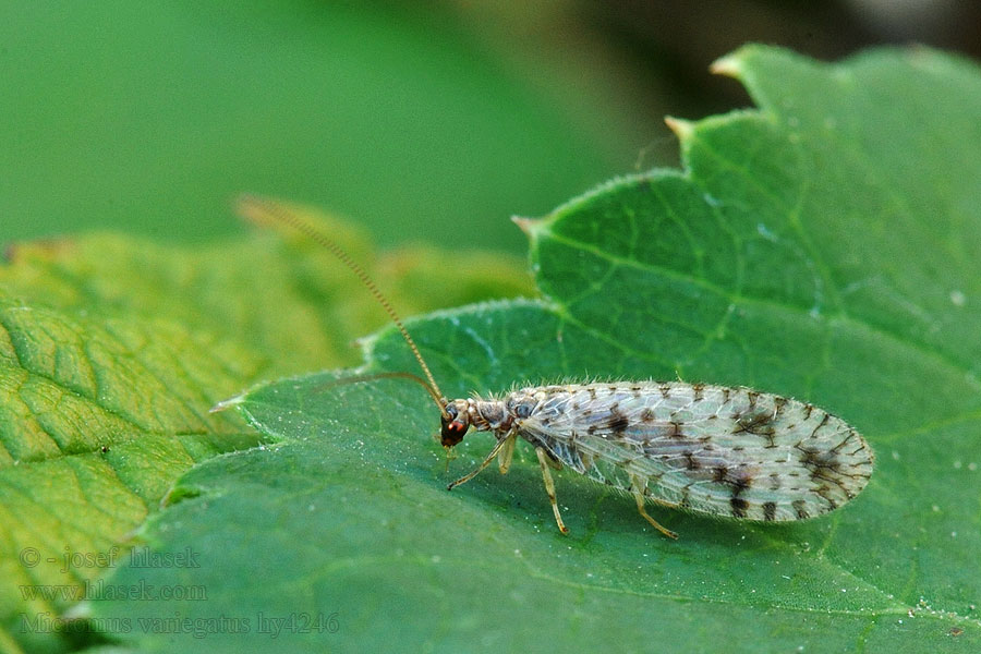 Micromus variegatus