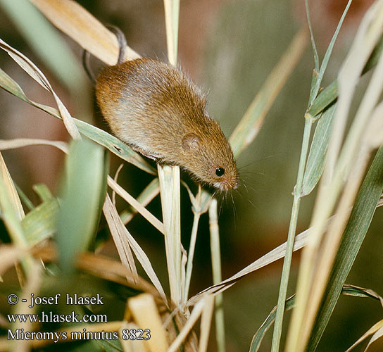Micromys minutus Harvest mouse Dværgmus