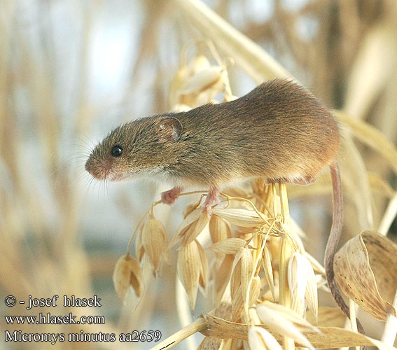 Harvest mouse Dværgmus Vaivaishiiri Rat moissons Dwergmuis Topolino risaie