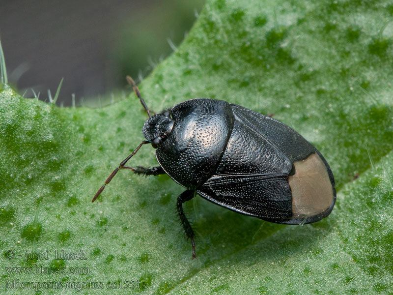 Microporus nigritus Hrabulka černá Ziemik brunatny