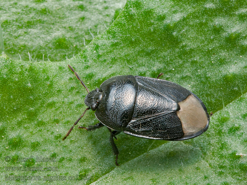 Microporus nigritus Grote borstelige graafwants Svart sandtaggbening