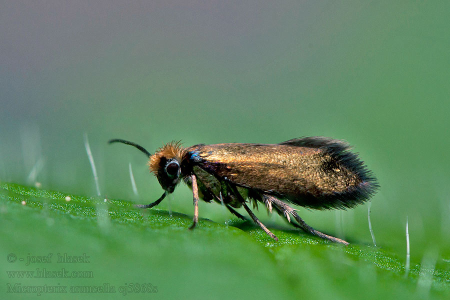 Micropterix aruncella Chrostíkovník nejmenší Vroege oermot