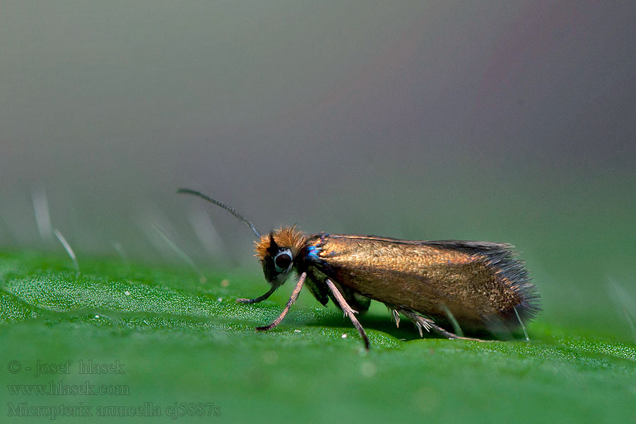 Micropterix aruncella Chrostíkovník nejmenší