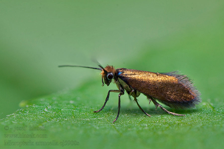 Micropterix aruncella Vroege oermot