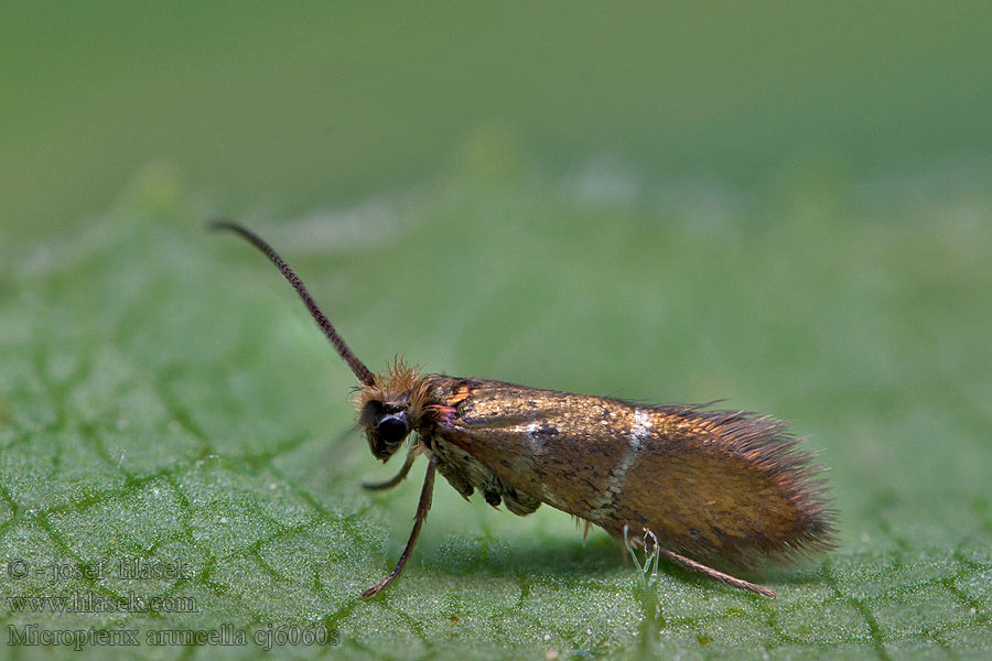 Chrostíkovník nejmenší Vroege oermot Micropterix aruncella