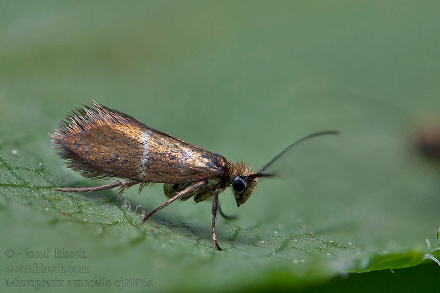 Vroege oermot Micropterix aruncella