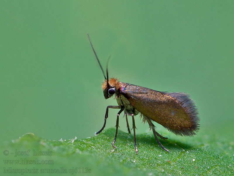 Chrostíkovník nejmenší Vroege oermot Micropterix aruncella