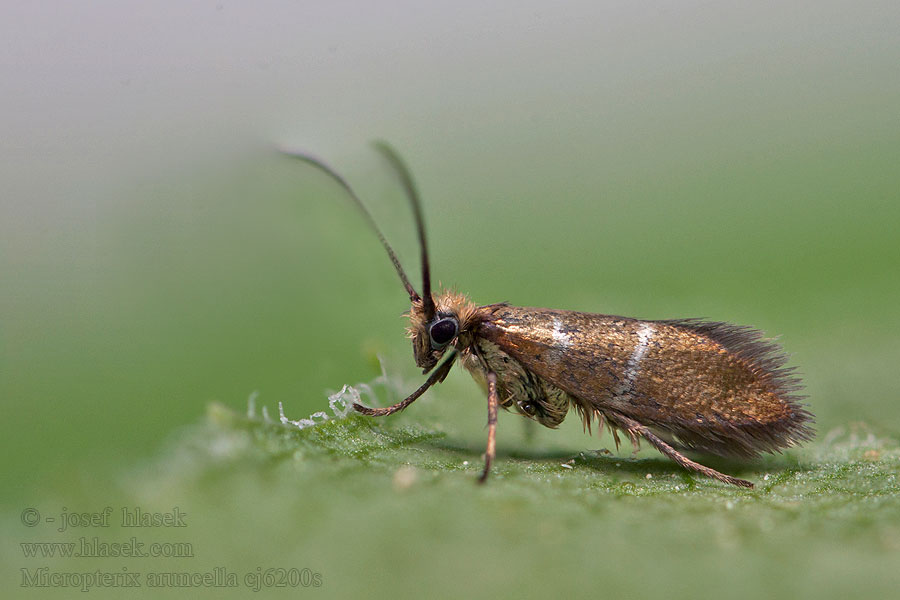 Chrostíkovník nejmenší Vroege oermot Micropterix aruncella