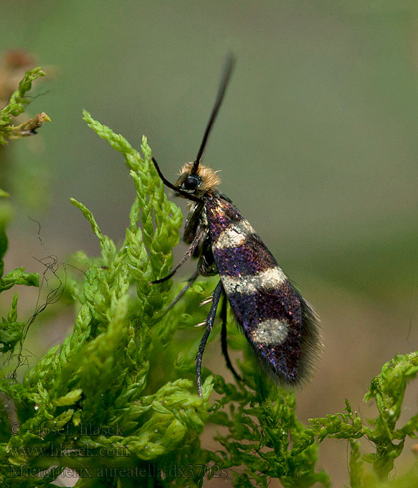 Micropterix aureatella