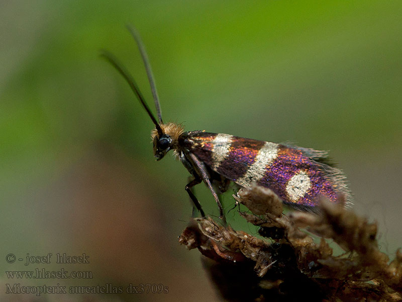 Micropterix aureatella