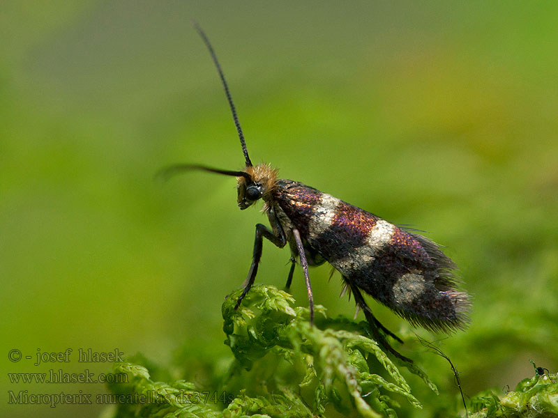 Micropterix aureatella