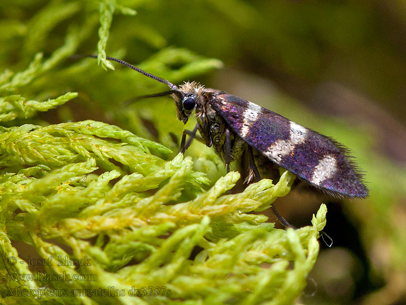 Micropterix aureatella