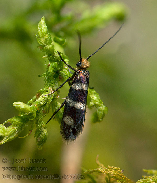 Micropterix aureatella