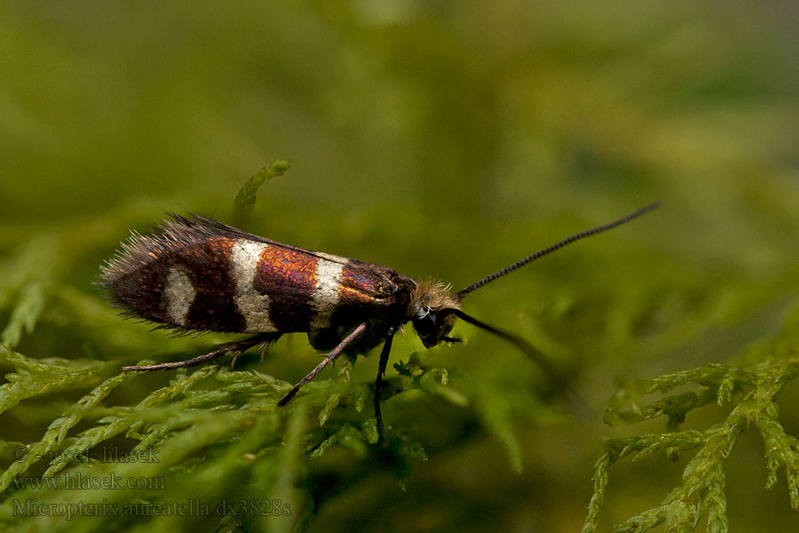 Micropterix aureatella